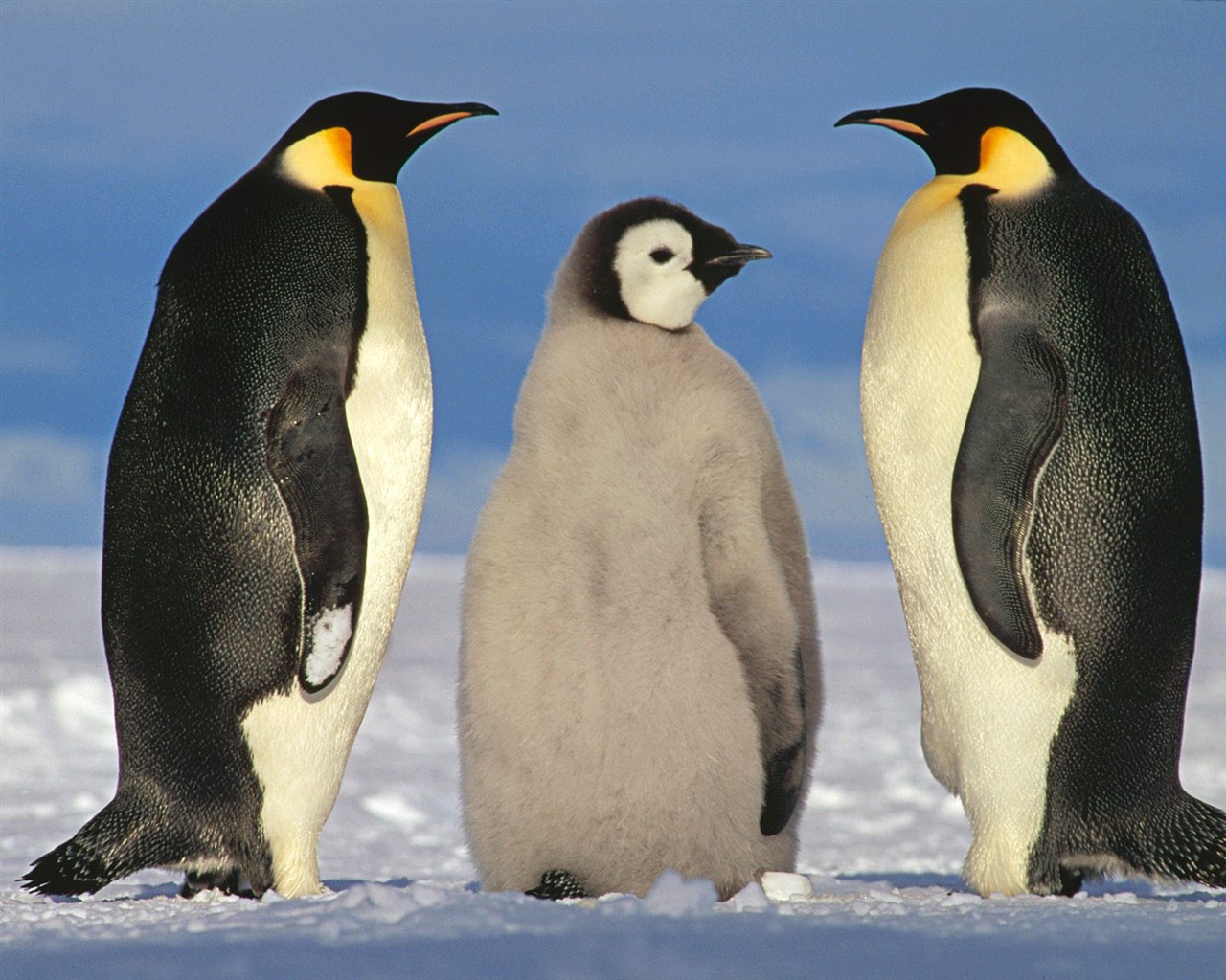 Пингвин Фото обои #2 - 1280x1024