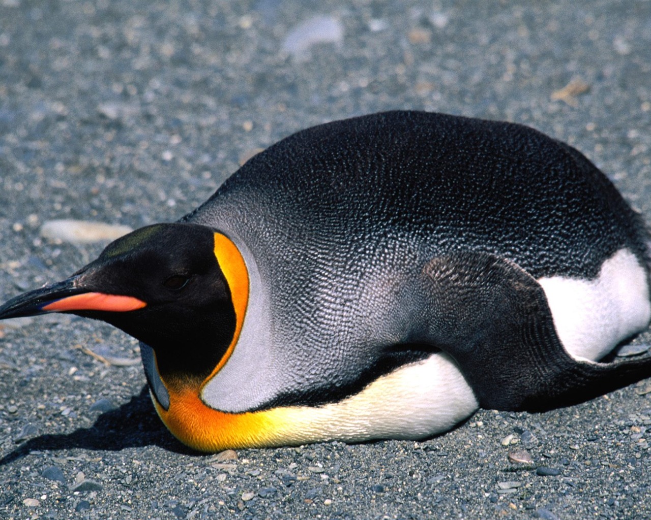 Penguin Foto Wallpaper #9 - 1280x1024