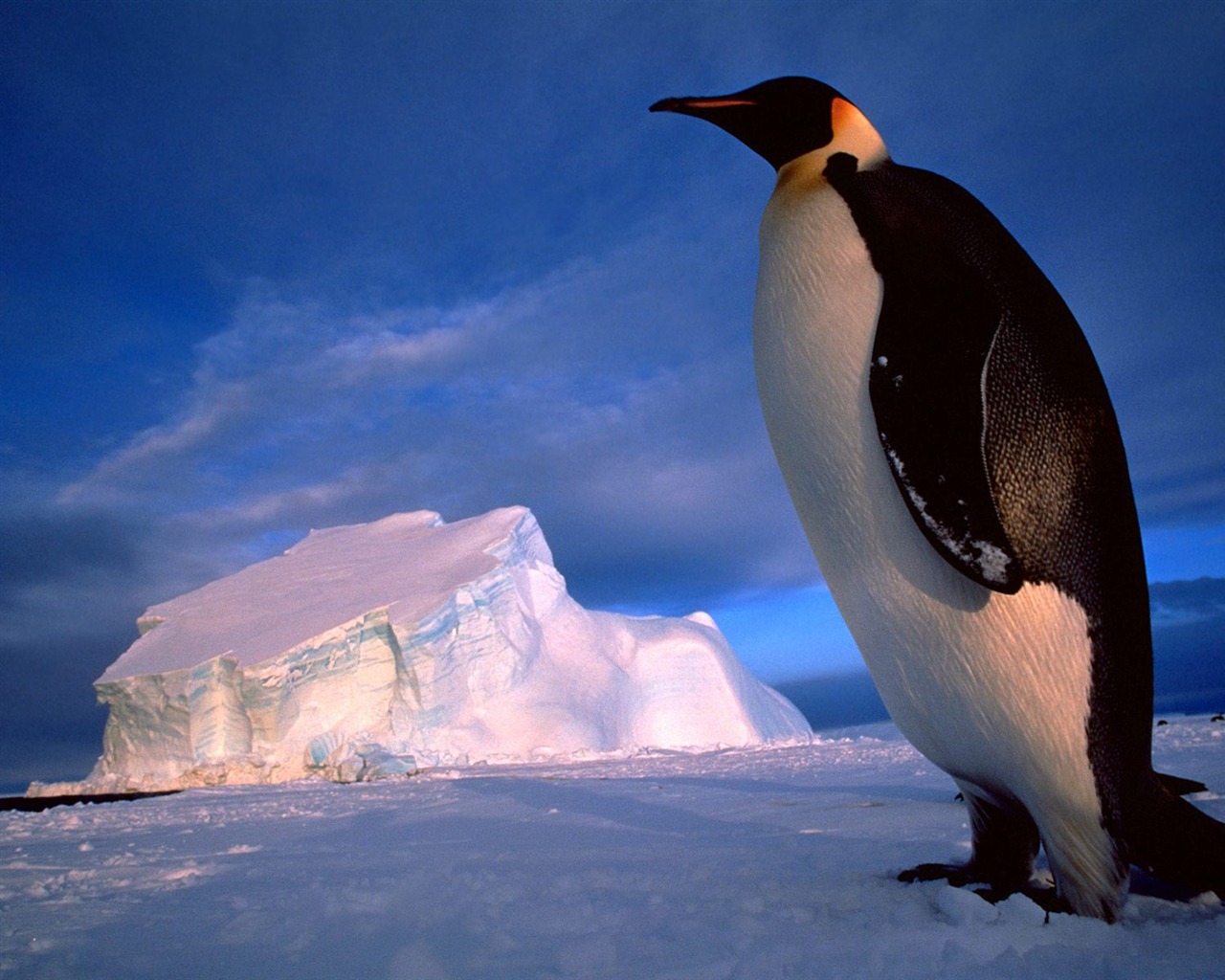 Пингвин Фото обои #12 - 1280x1024