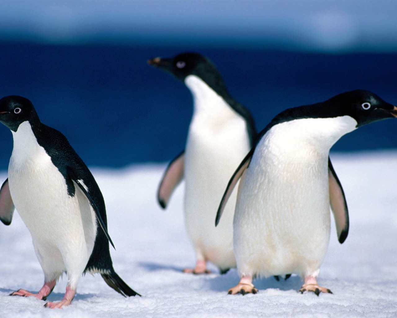 Penguin Fondos de Fotografía #13 - 1280x1024