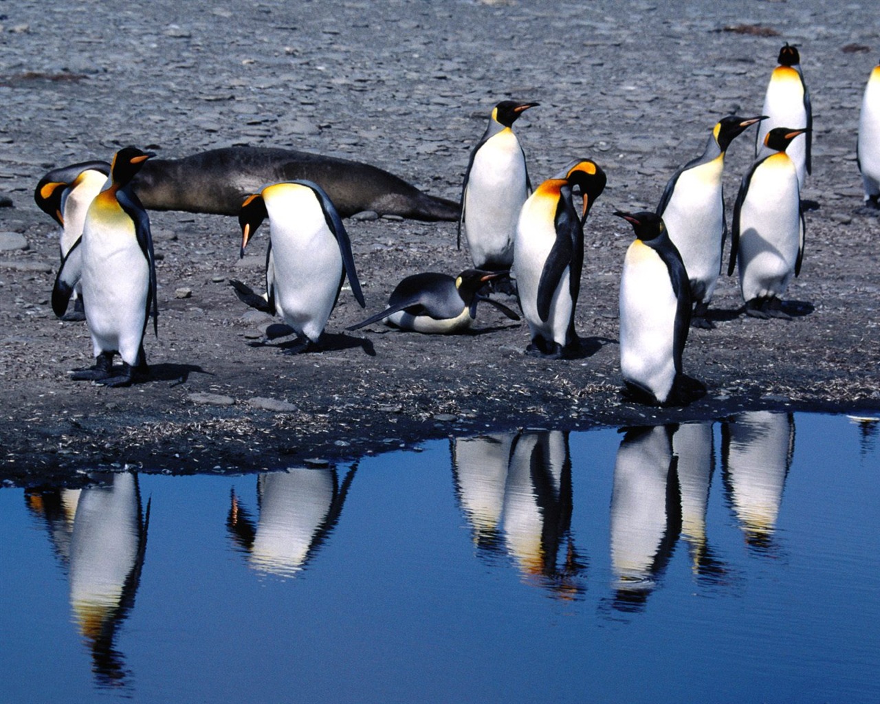 Penguin Fondos de Fotografía #15 - 1280x1024