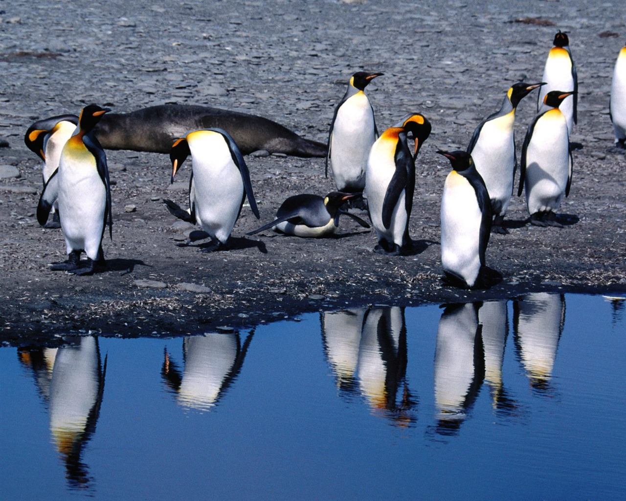 Penguin Foto Wallpaper #15 - 1280x1024