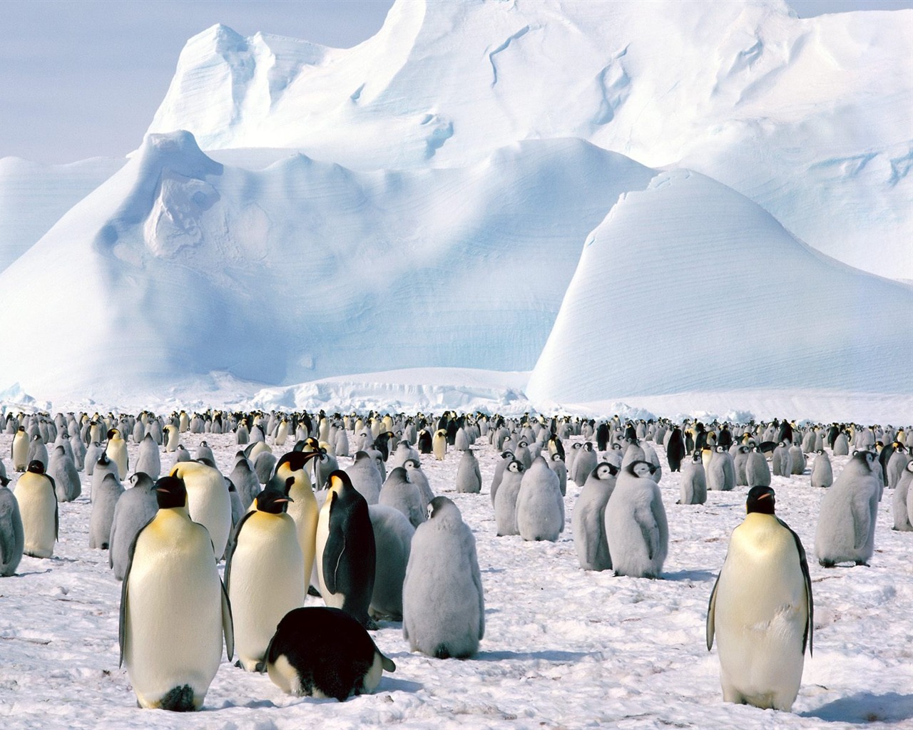 企鹅写真壁纸16 - 1280x1024