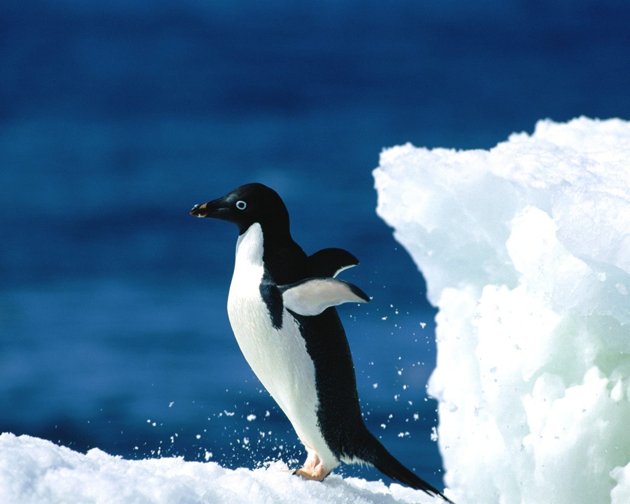 Penguin Foto Wallpaper #17 - 1280x1024