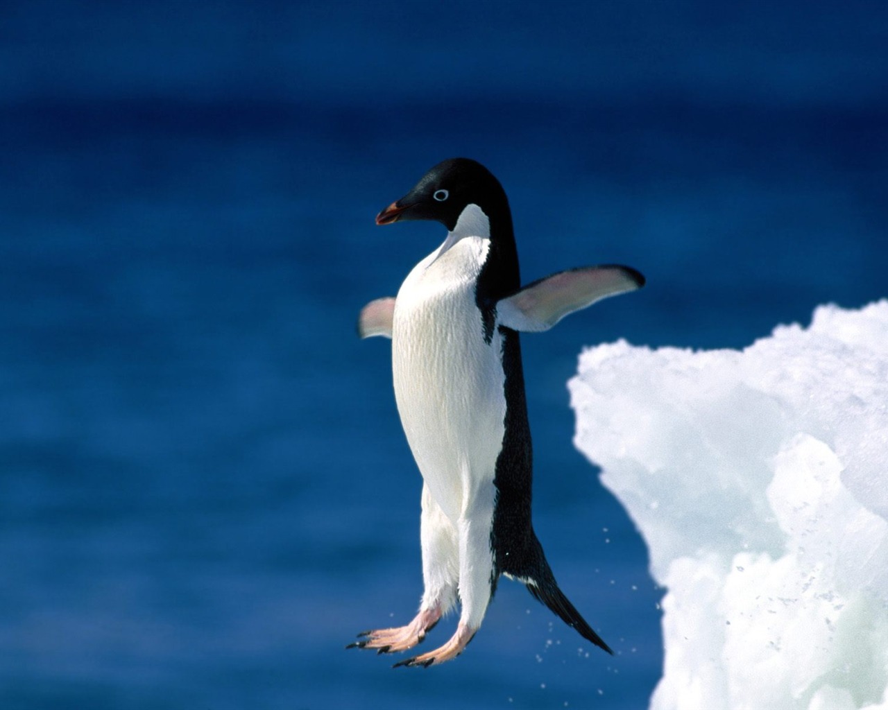 Пингвин Фото обои #18 - 1280x1024