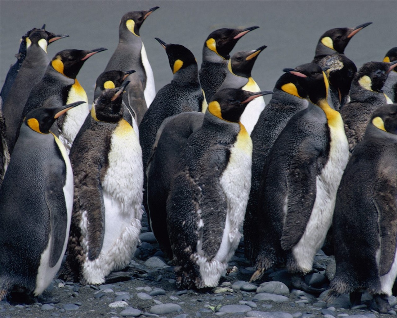 Penguin Fondos de Fotografía #21 - 1280x1024