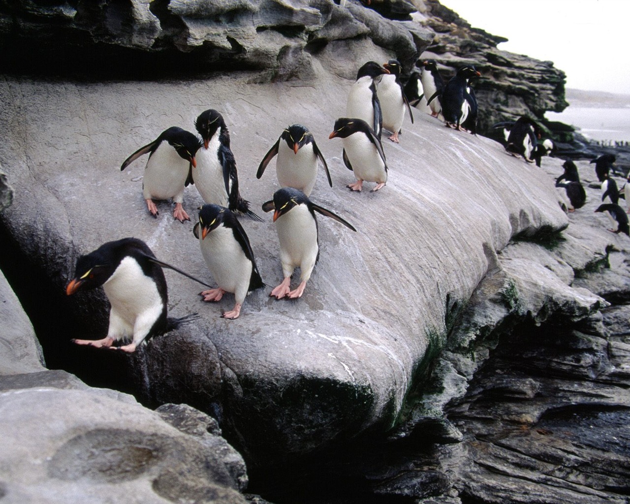 Penguin Fondos de Fotografía #24 - 1280x1024