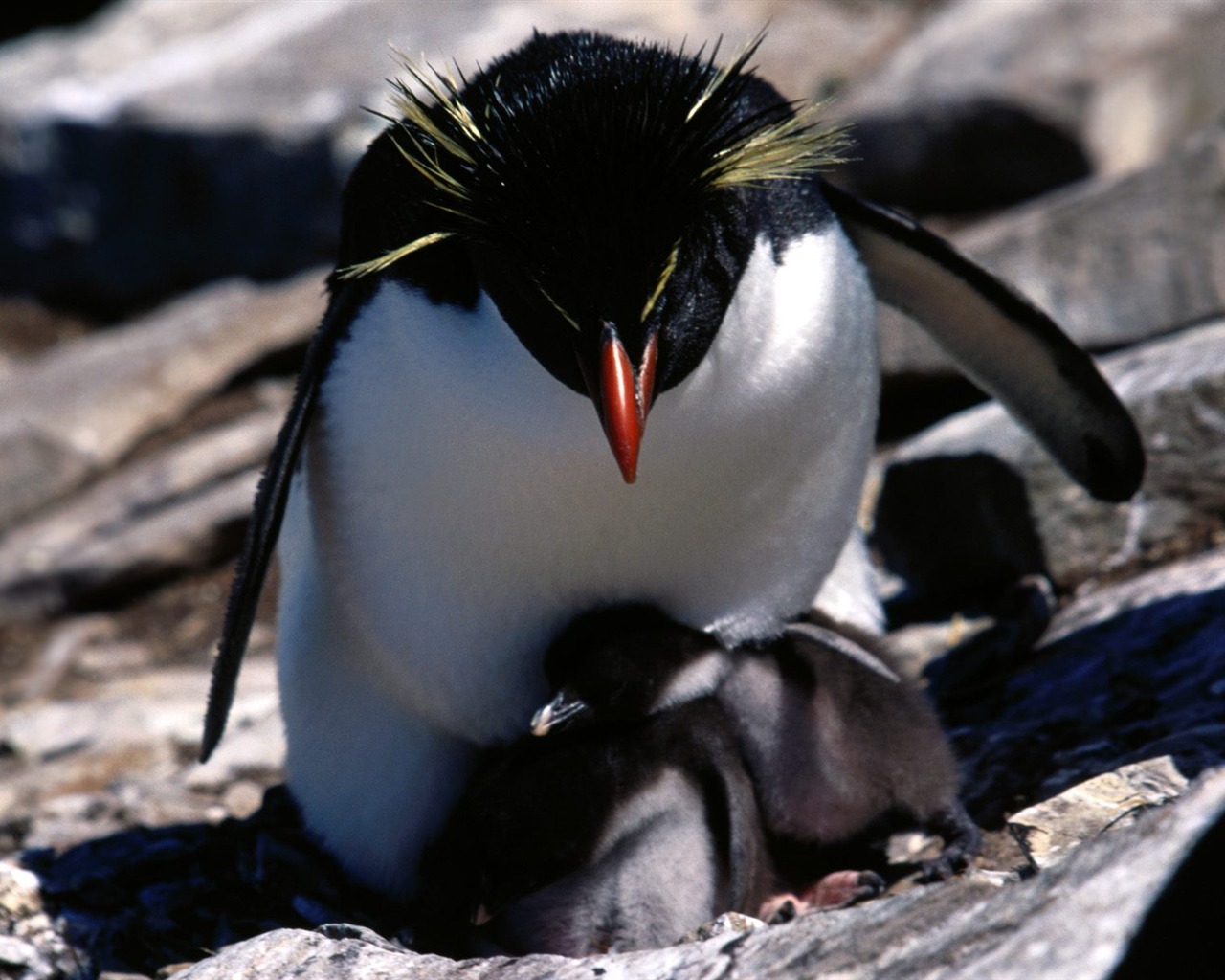 Penguin Fondos de Fotografía #27 - 1280x1024