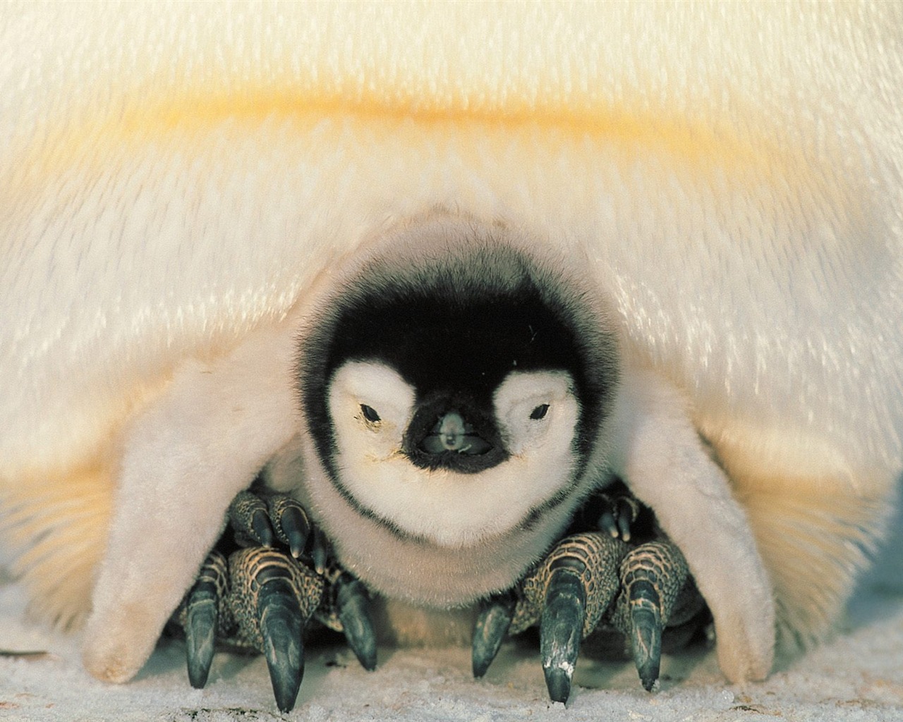 ペンギン写真の壁紙 #29 - 1280x1024