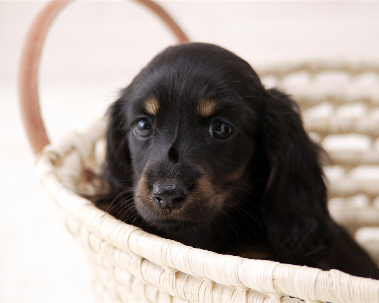 Puppy Photo HD wallpapers (4) #9 - 1280x1024