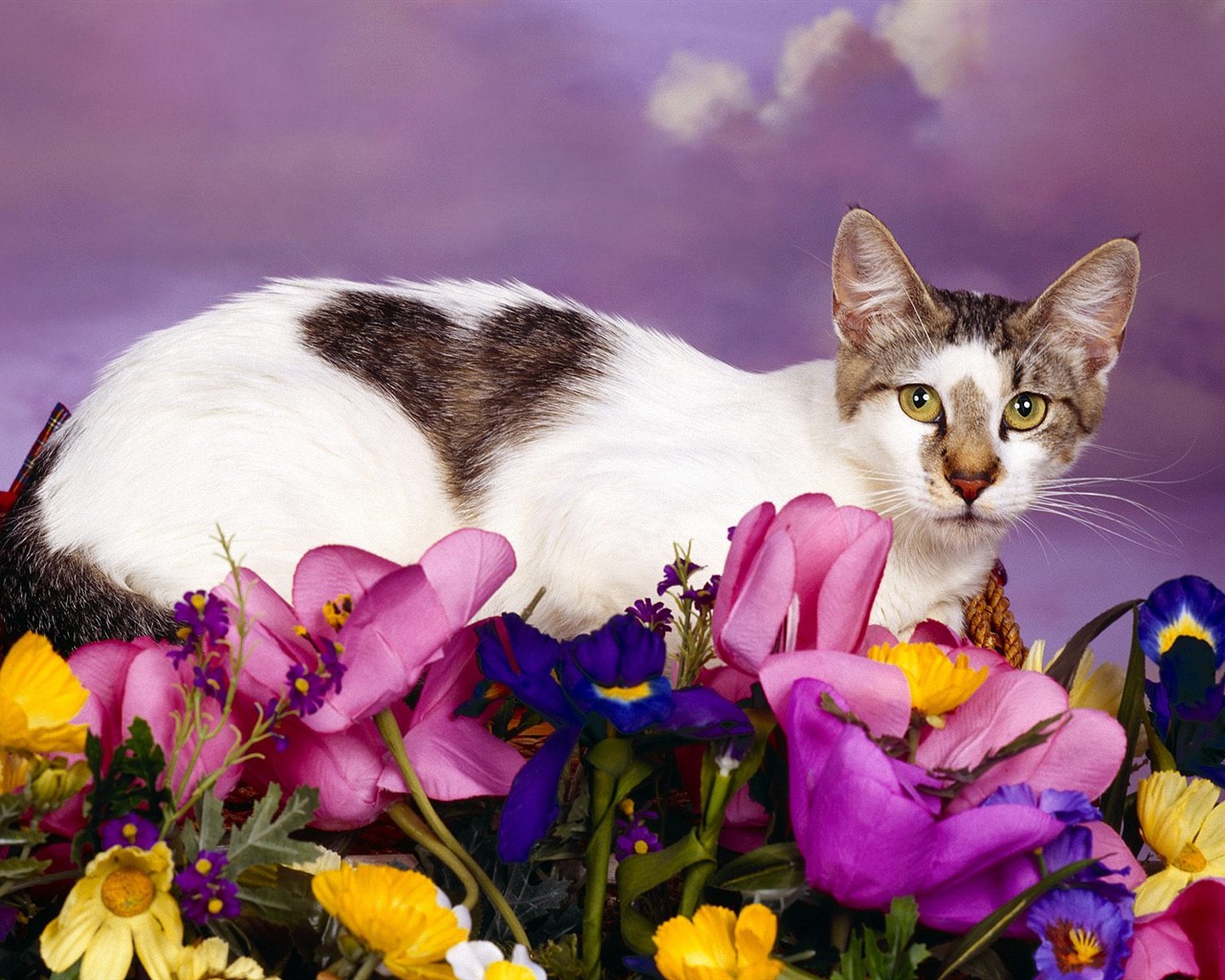 1600 Cat Photo Wallpaper (1) #18 - 1280x1024