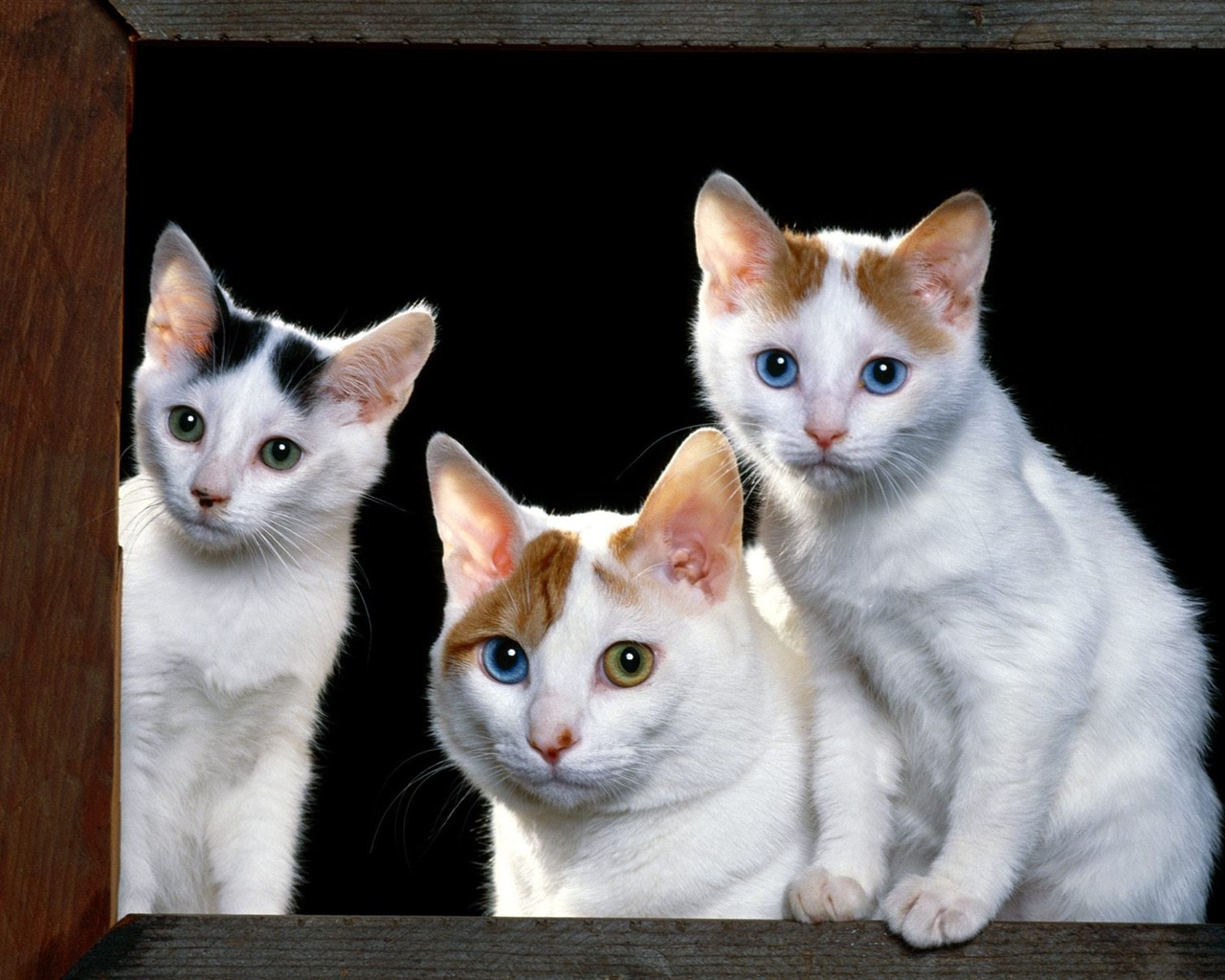 1600 Cat Photo Wallpaper (1) #19 - 1280x1024
