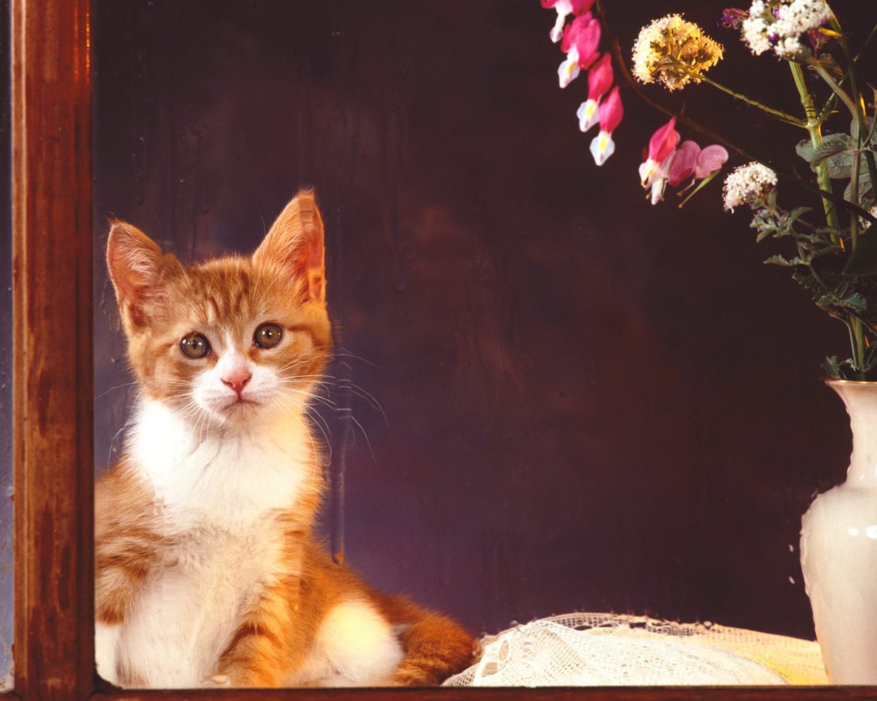 1600 Cat Photo Wallpaper (2) #7 - 1280x1024