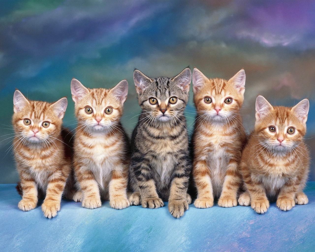 1600猫咪写真 壁纸(二)20 - 1280x1024