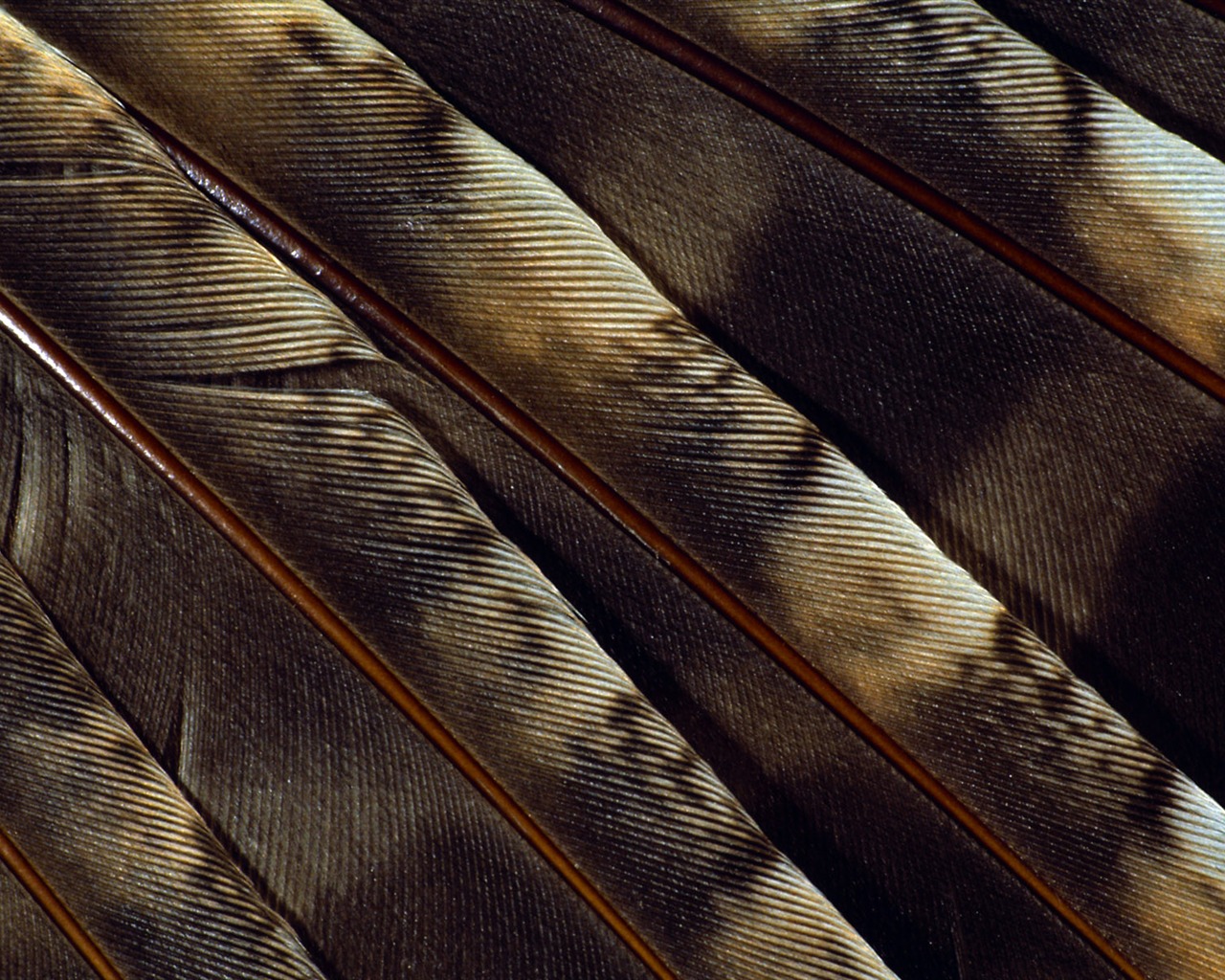 화려한 깃털 날개 클로즈업 벽지 (1) #4 - 1280x1024