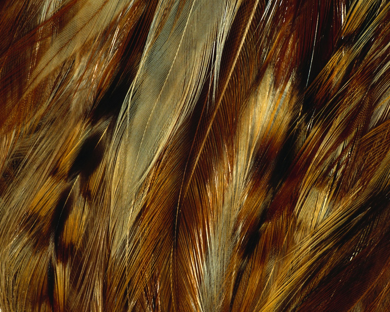 Colorful feather wings close-up wallpaper (1) #5 - 1280x1024