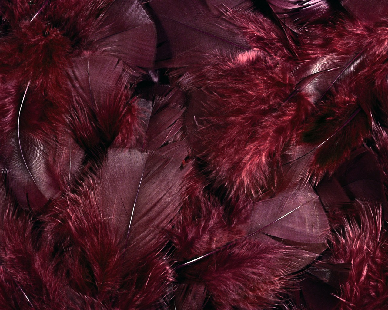 barevné peří křídla close-up tapety (1) #10 - 1280x1024