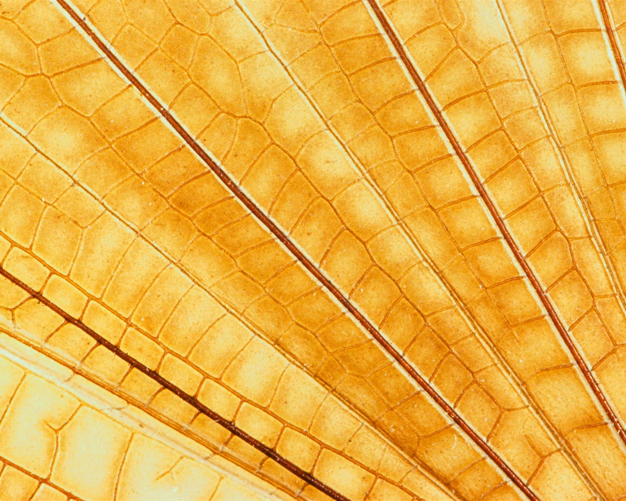 화려한 깃털 날개 클로즈업 벽지 (1) #15 - 1280x1024