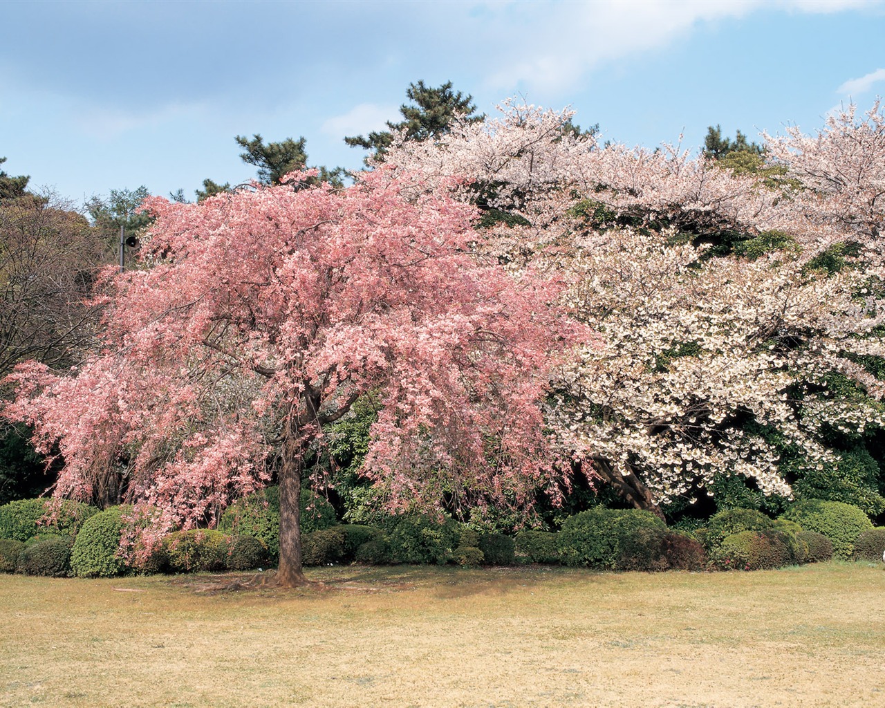 South Korea's natural beauty #14 - 1280x1024