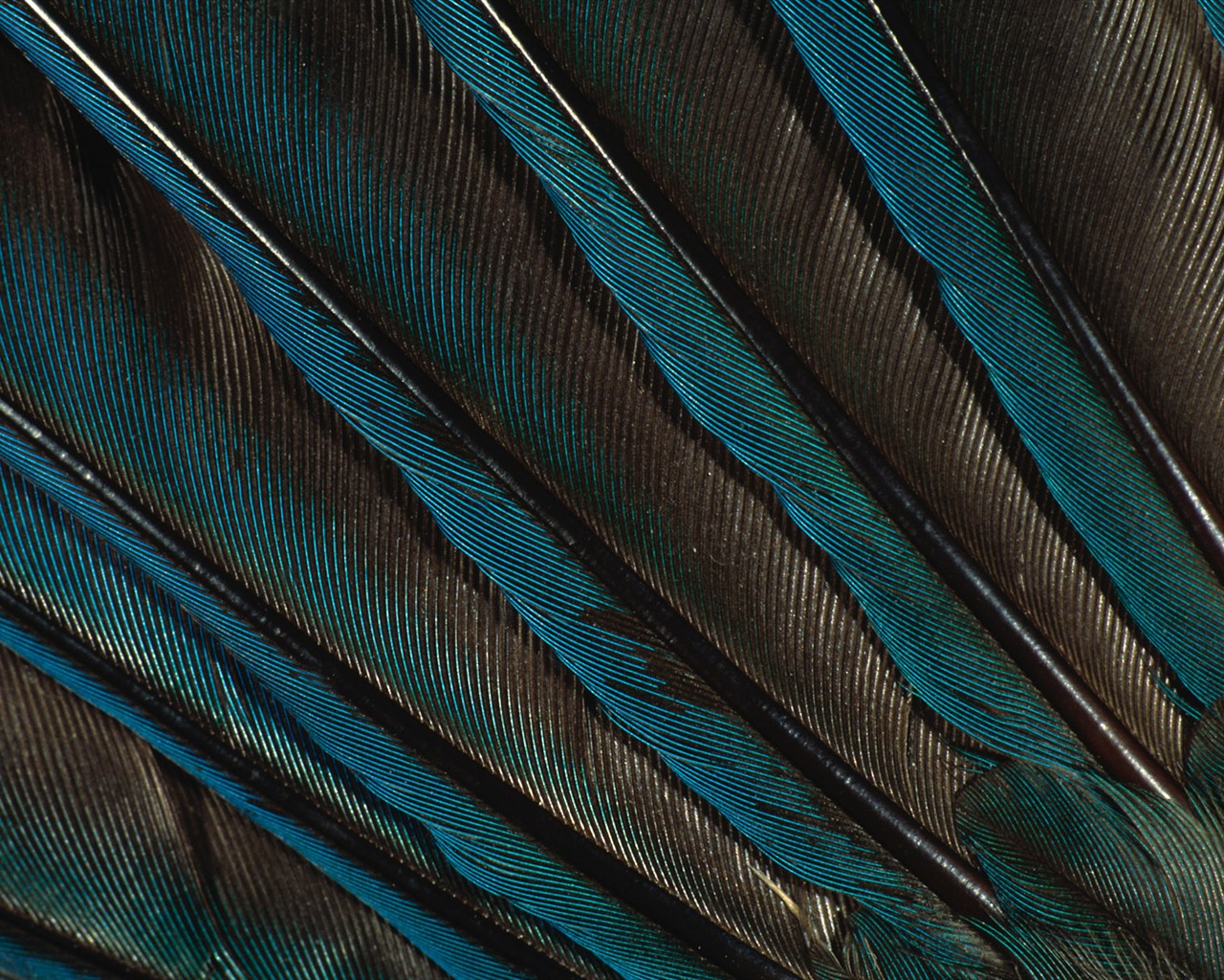 Цветной крыльев перо макро обои (2) #14 - 1280x1024