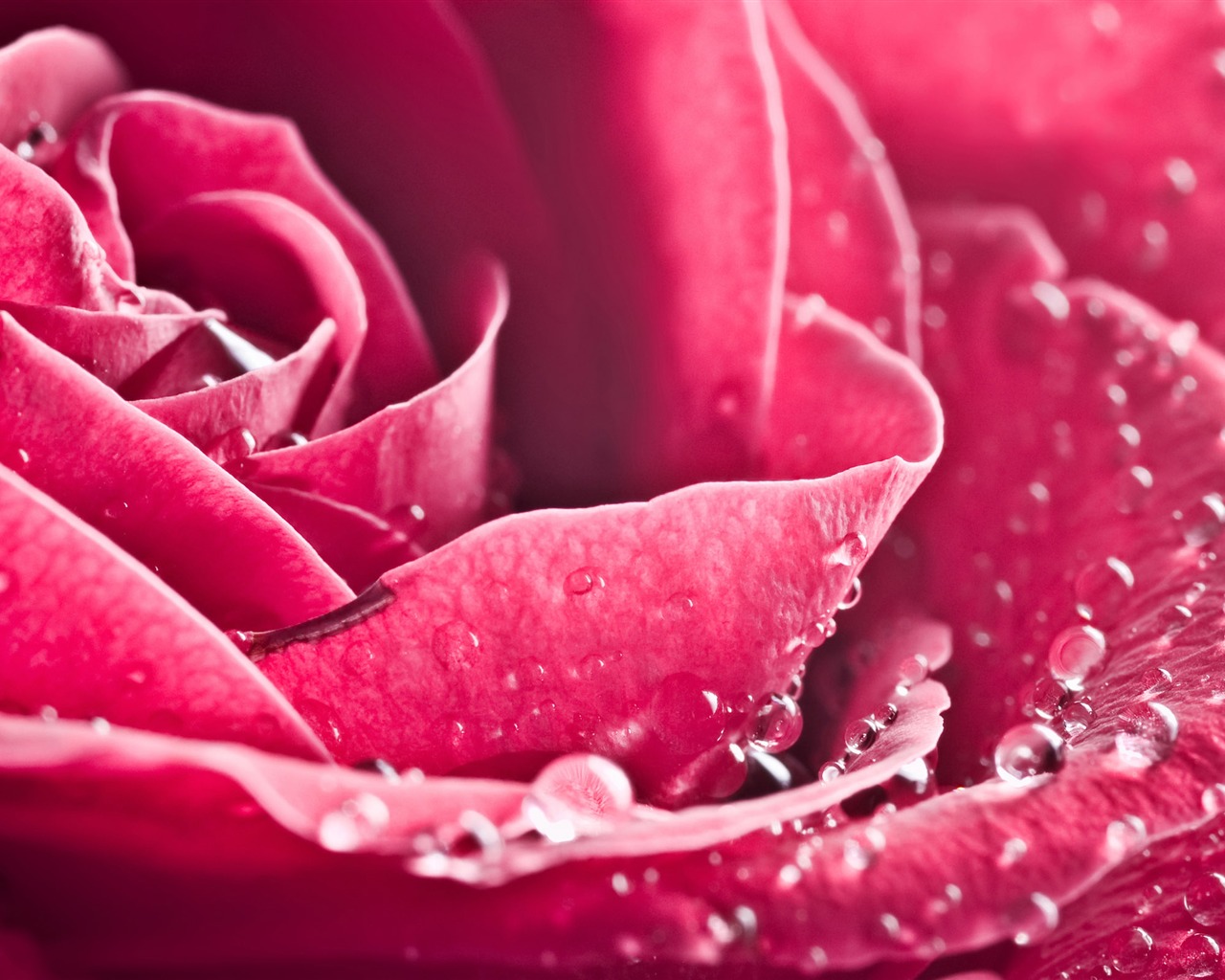 Gran Rose Fondos de Fotografía (3) #20 - 1280x1024