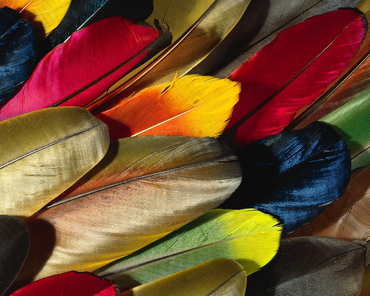 Цветной крыльев перо макро обои (2) #1 - 1280x1024