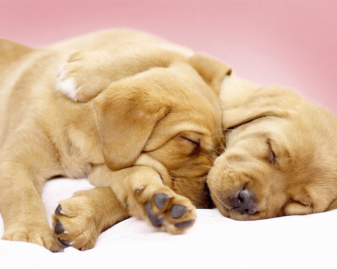 Puppy Photo HD wallpapers (7) #1 - 1280x1024