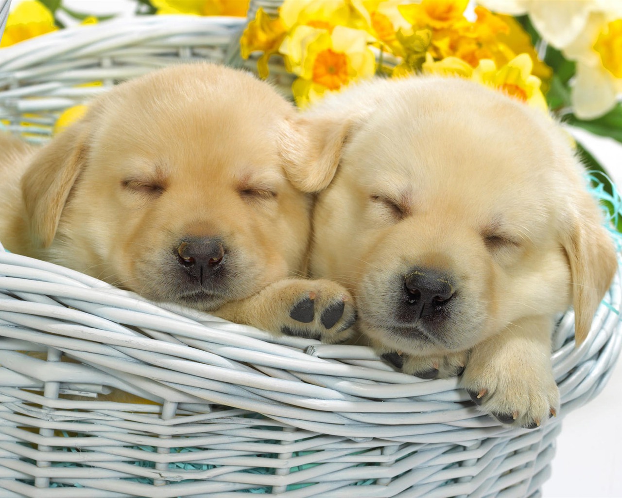 Puppy Photo HD wallpapers (7) #2 - 1280x1024