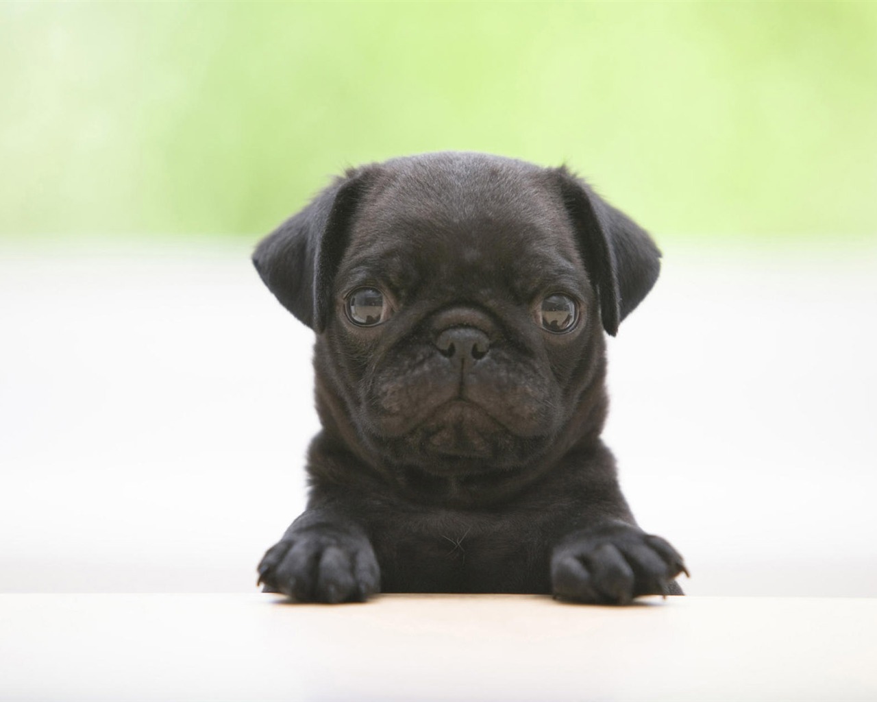 Puppy Photo HD wallpapers (7) #3 - 1280x1024