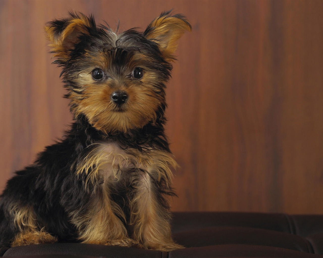 Puppy Photo HD wallpapers (7) #7 - 1280x1024