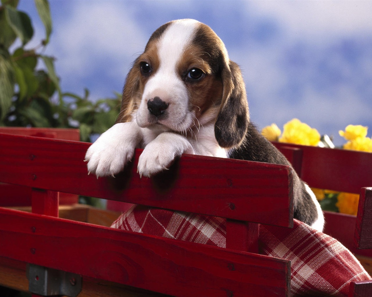 Puppy Photo HD wallpapers (7) #17 - 1280x1024