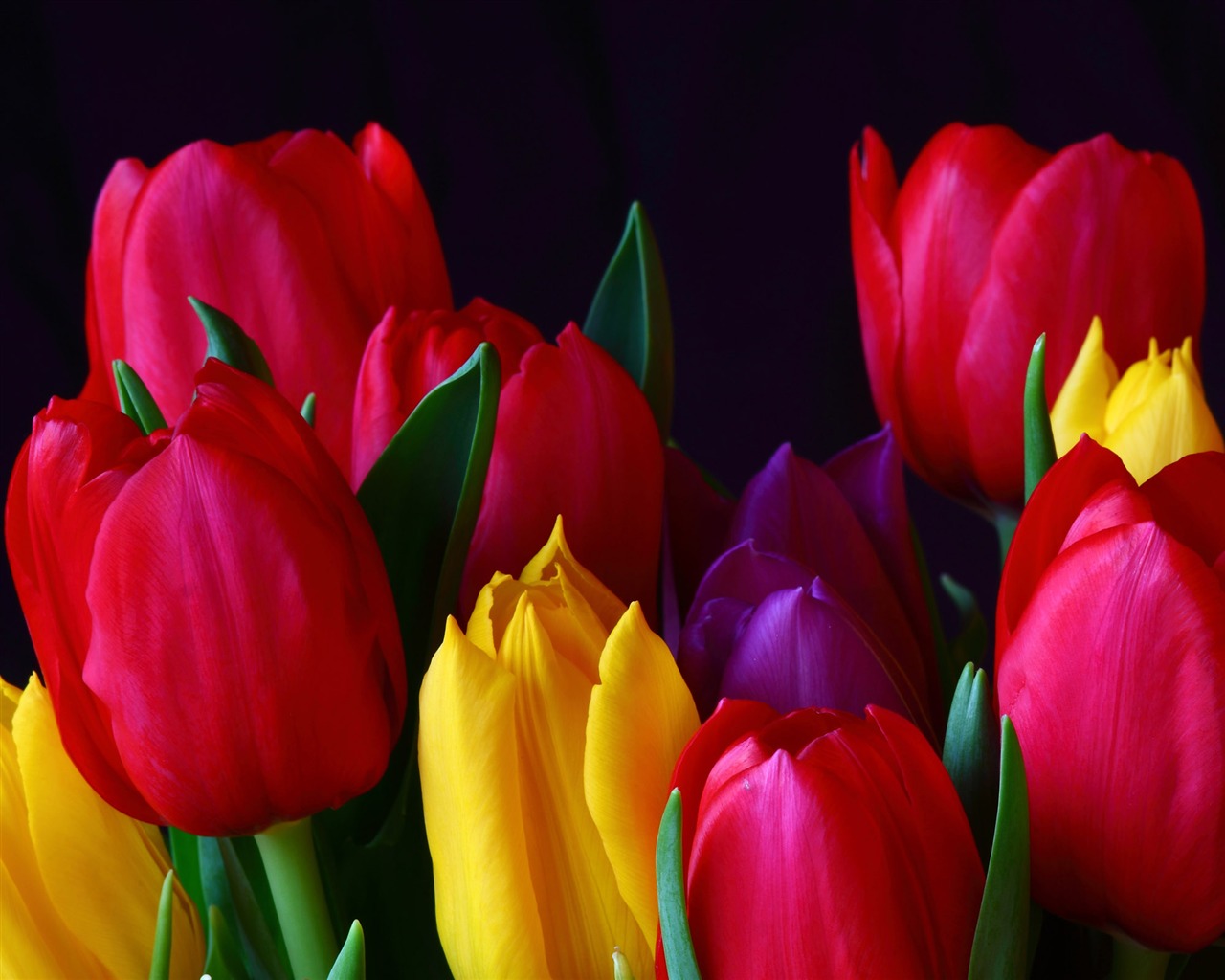 Velký tulipán tapety (1) #1 - 1280x1024