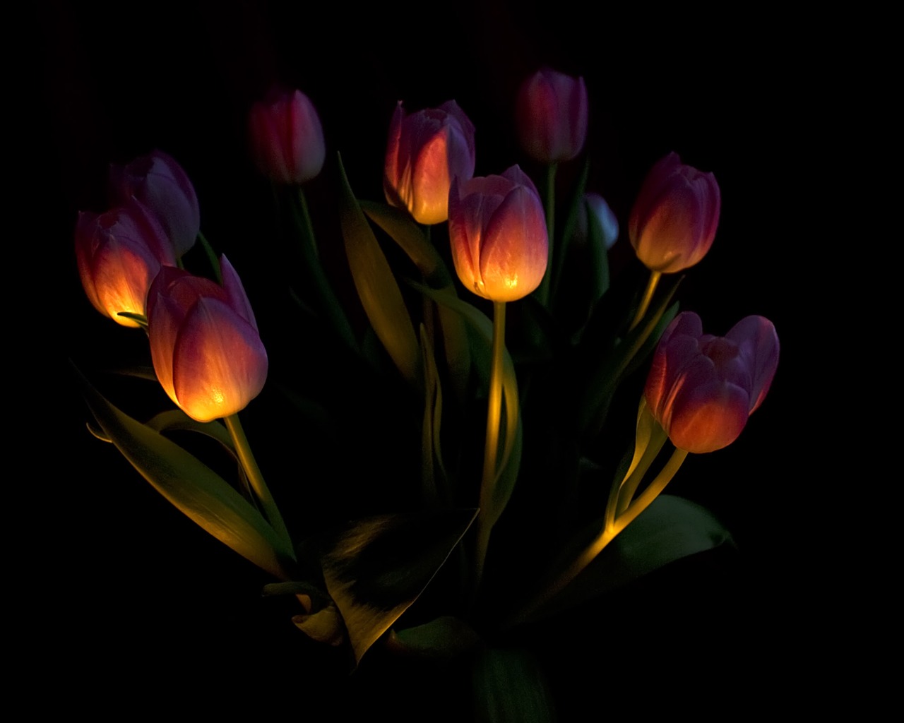 Velký tulipán tapety (1) #2 - 1280x1024