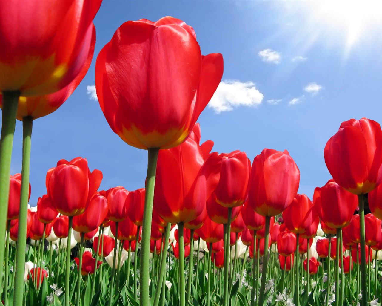 Velký tulipán tapety (1) #5 - 1280x1024