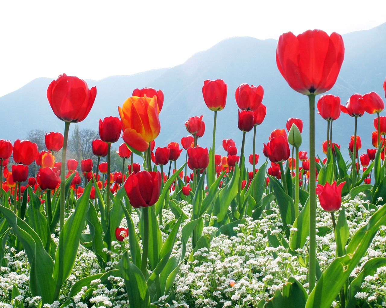 Velký tulipán tapety (1) #6 - 1280x1024