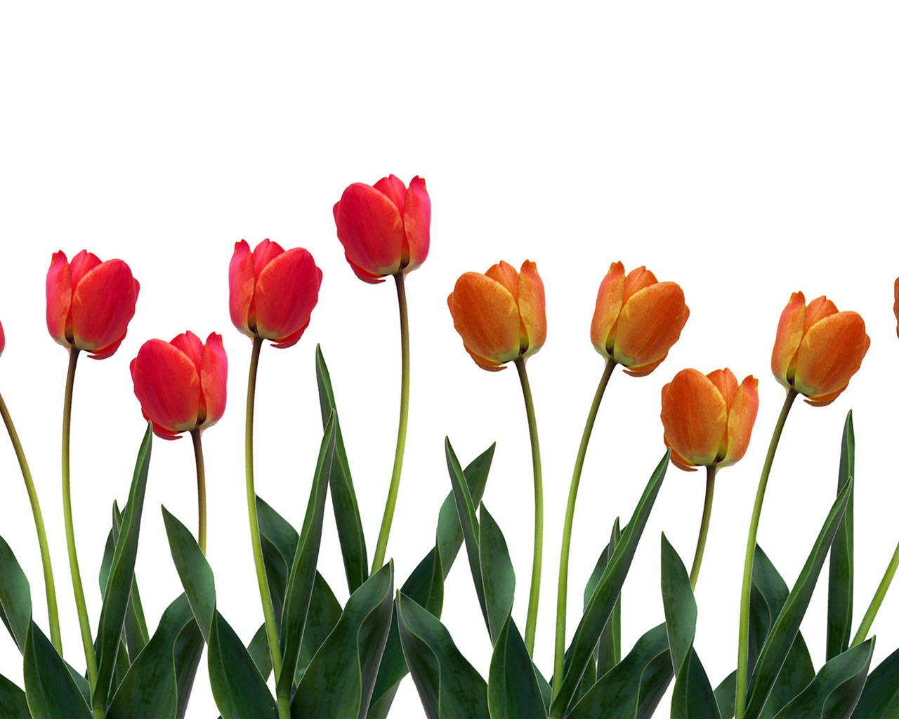 Velký tulipán tapety (1) #8 - 1280x1024
