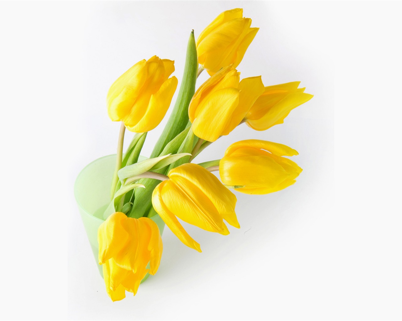 Velký tulipán tapety (1) #10 - 1280x1024