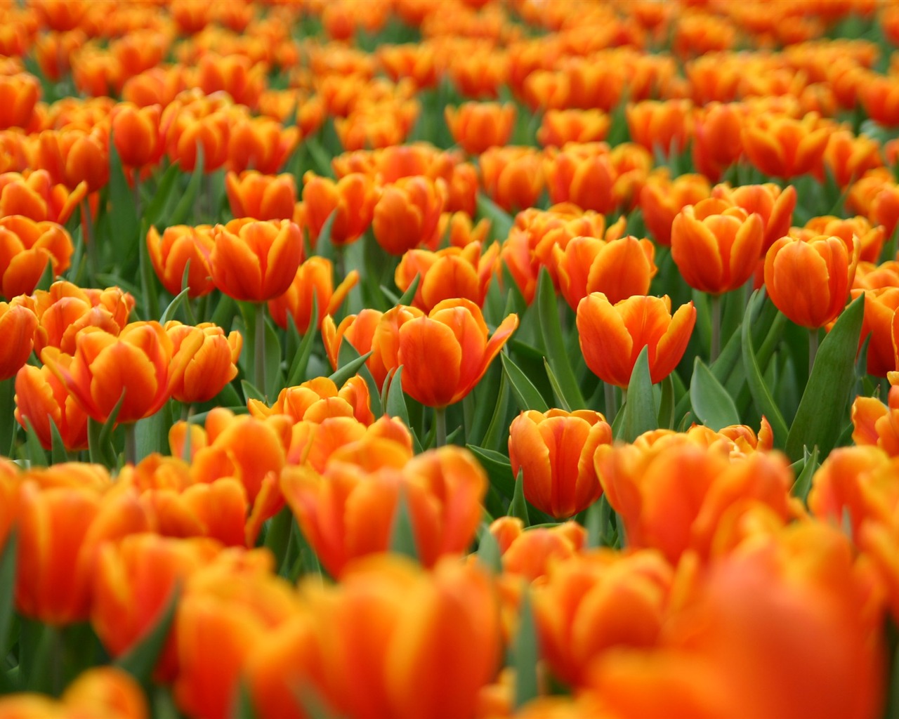 Velký tulipán tapety (1) #11 - 1280x1024