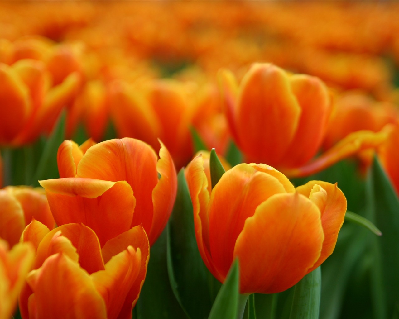 Velký tulipán tapety (1) #12 - 1280x1024