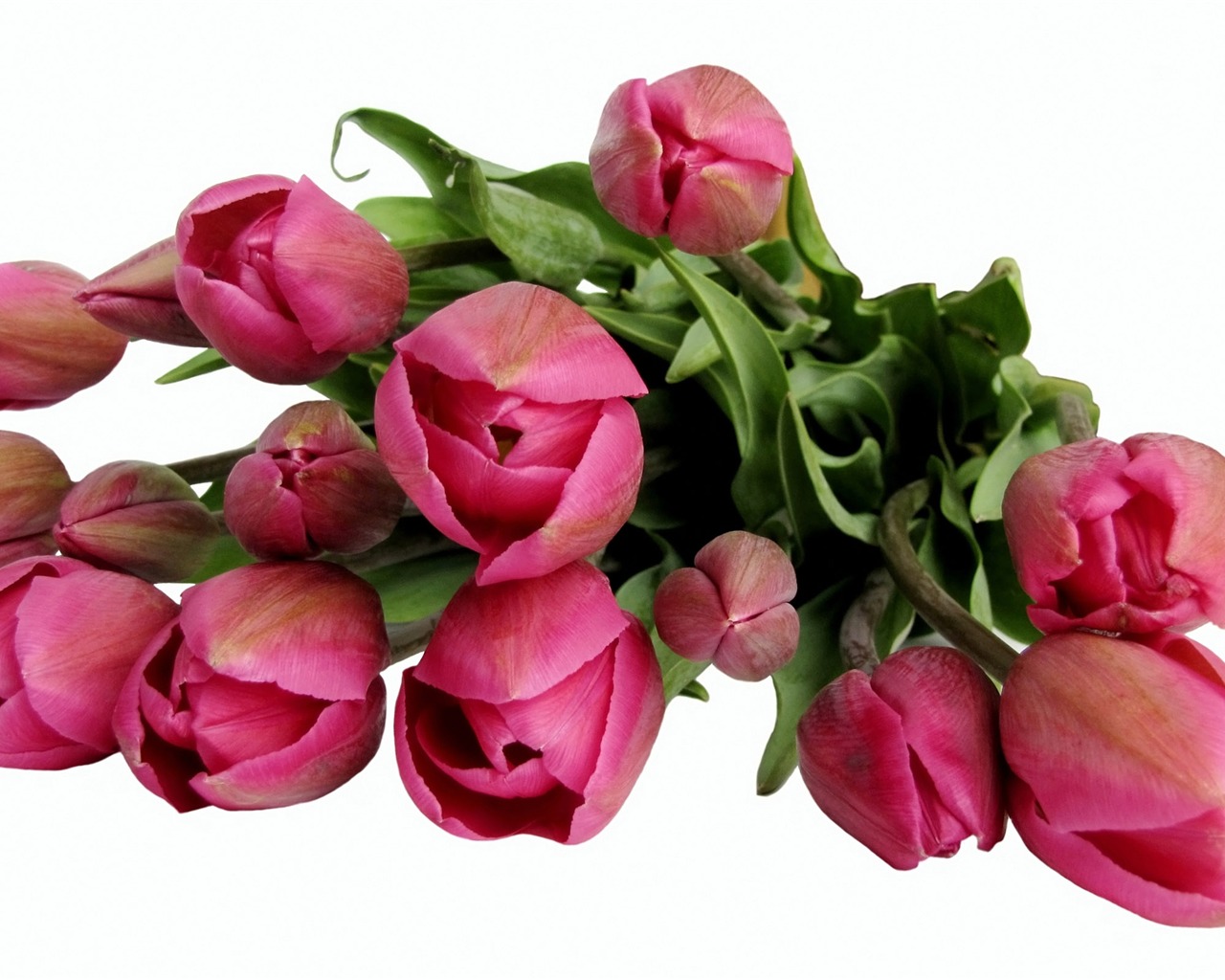 Velký tulipán tapety (1) #13 - 1280x1024