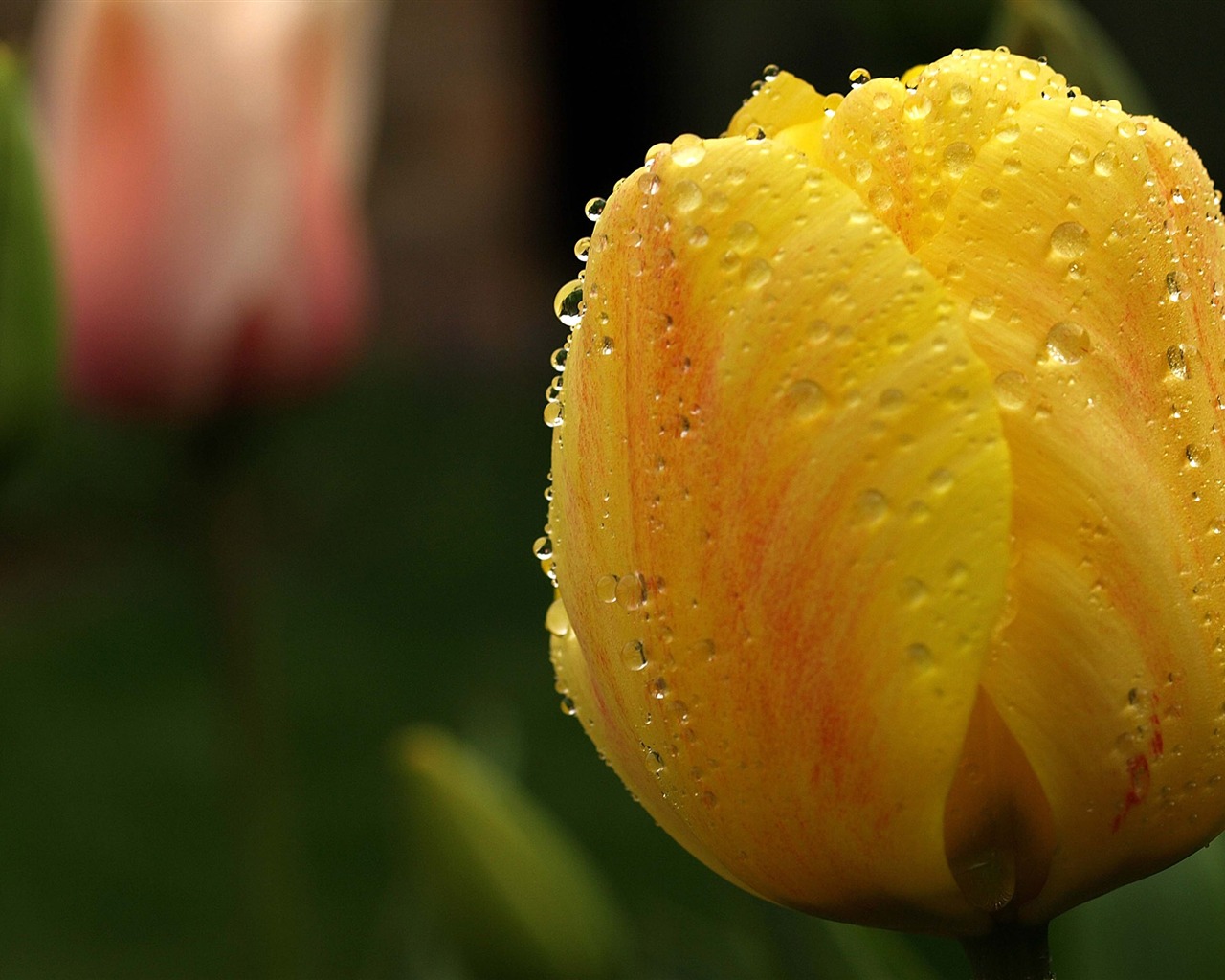Velký tulipán tapety (1) #16 - 1280x1024