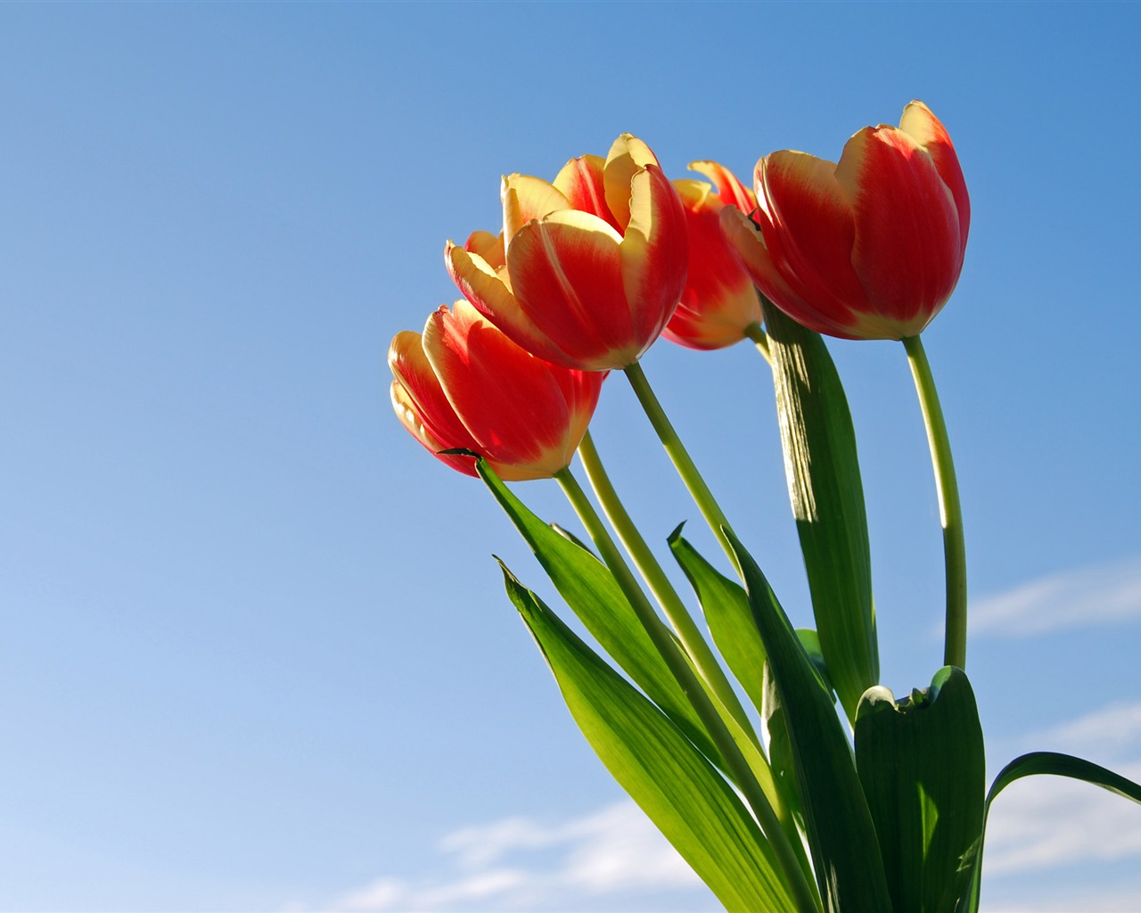 Velký tulipán tapety (1) #19 - 1280x1024