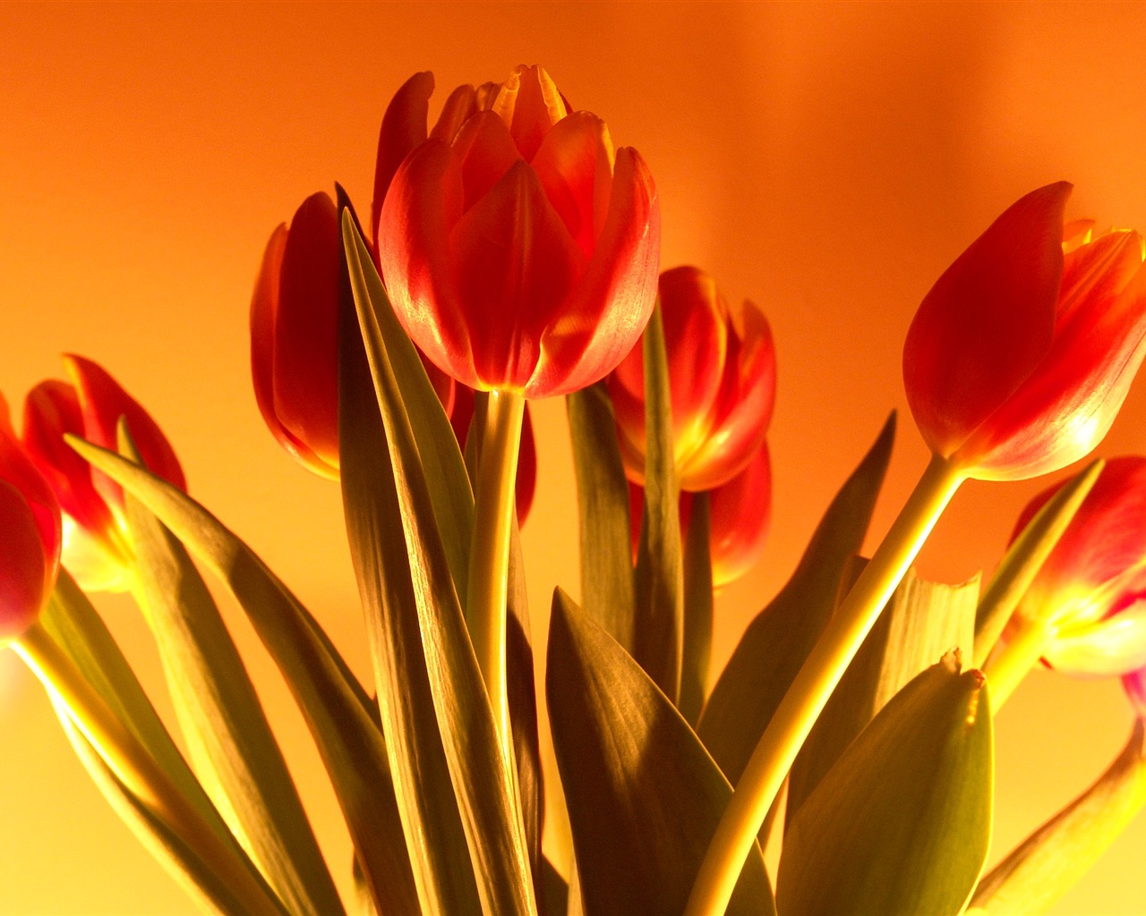Velký tulipán tapety (1) #20 - 1280x1024