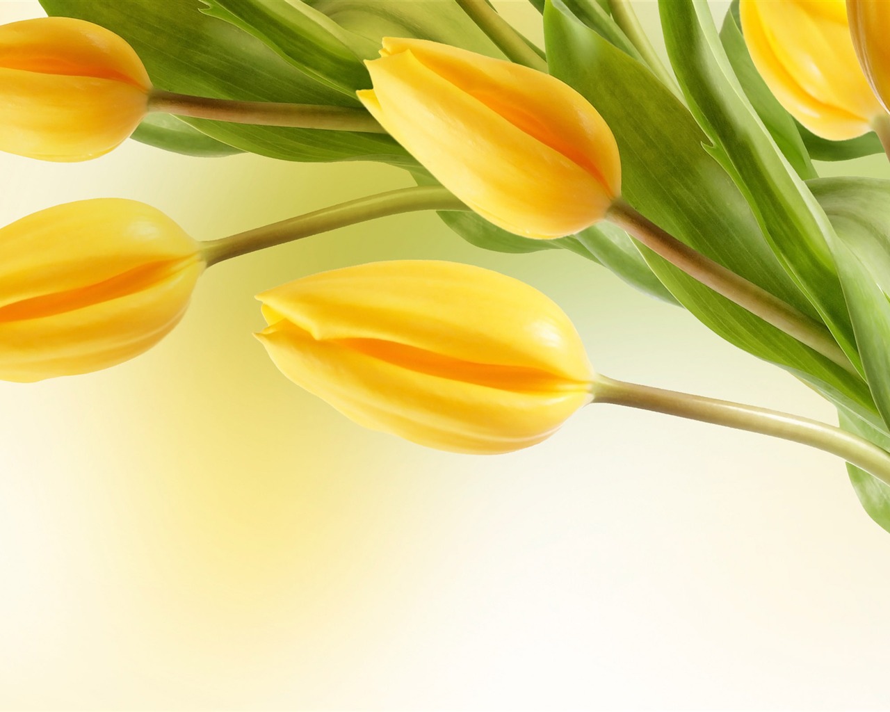 Fond d'écran Tulip Grand (2) #5 - 1280x1024