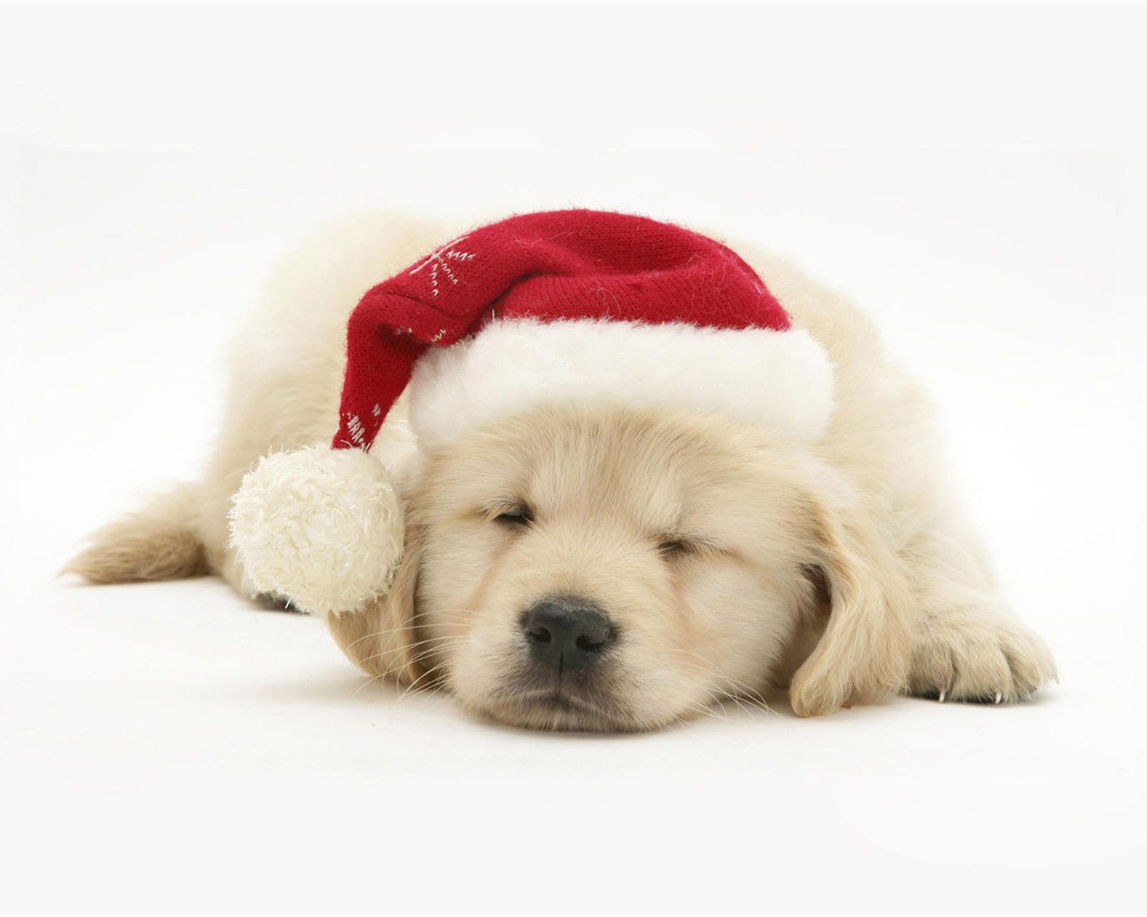Puppy Photo HD wallpapers (8) #3 - 1280x1024