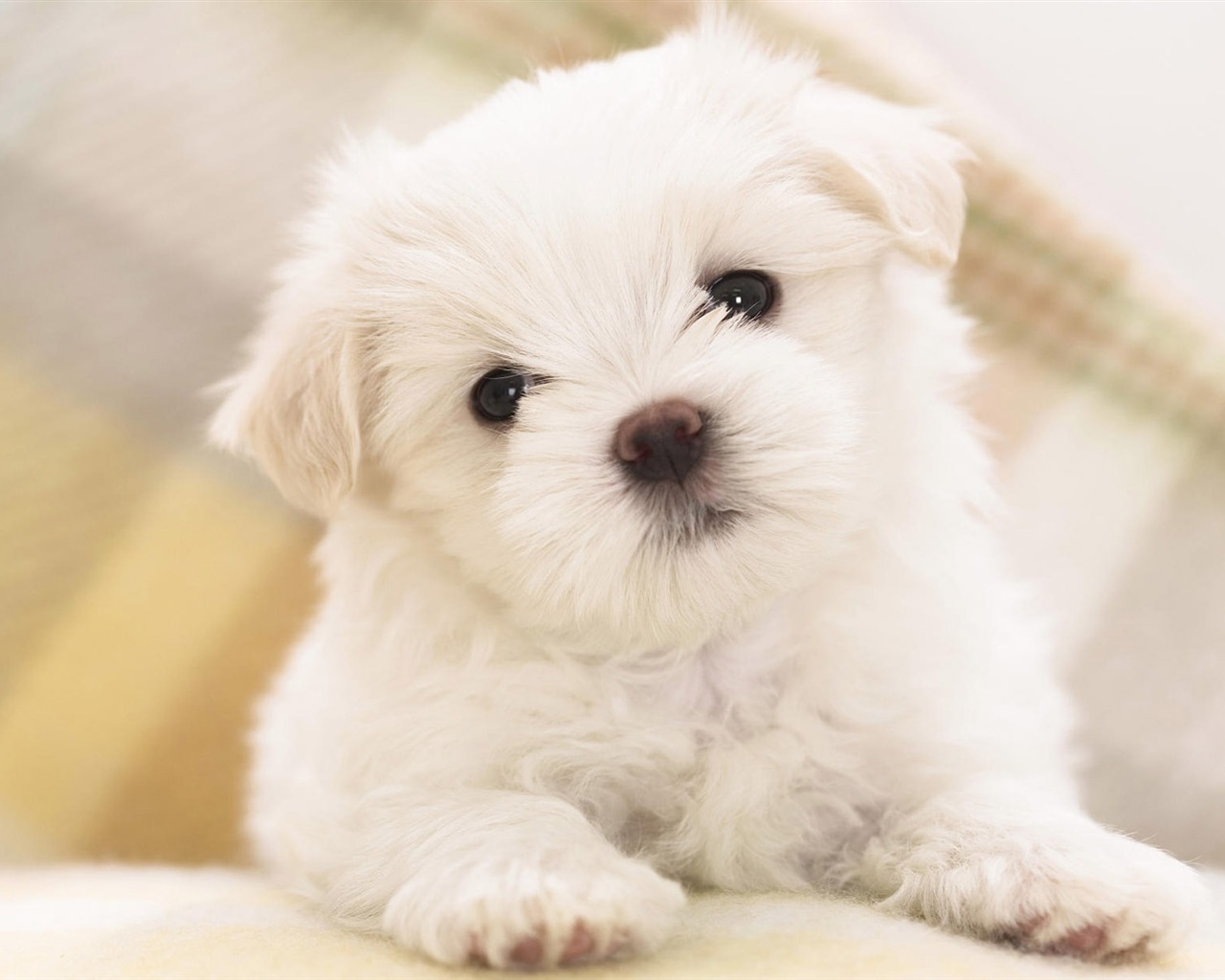 Puppy Photo HD wallpapers (8) #6 - 1280x1024