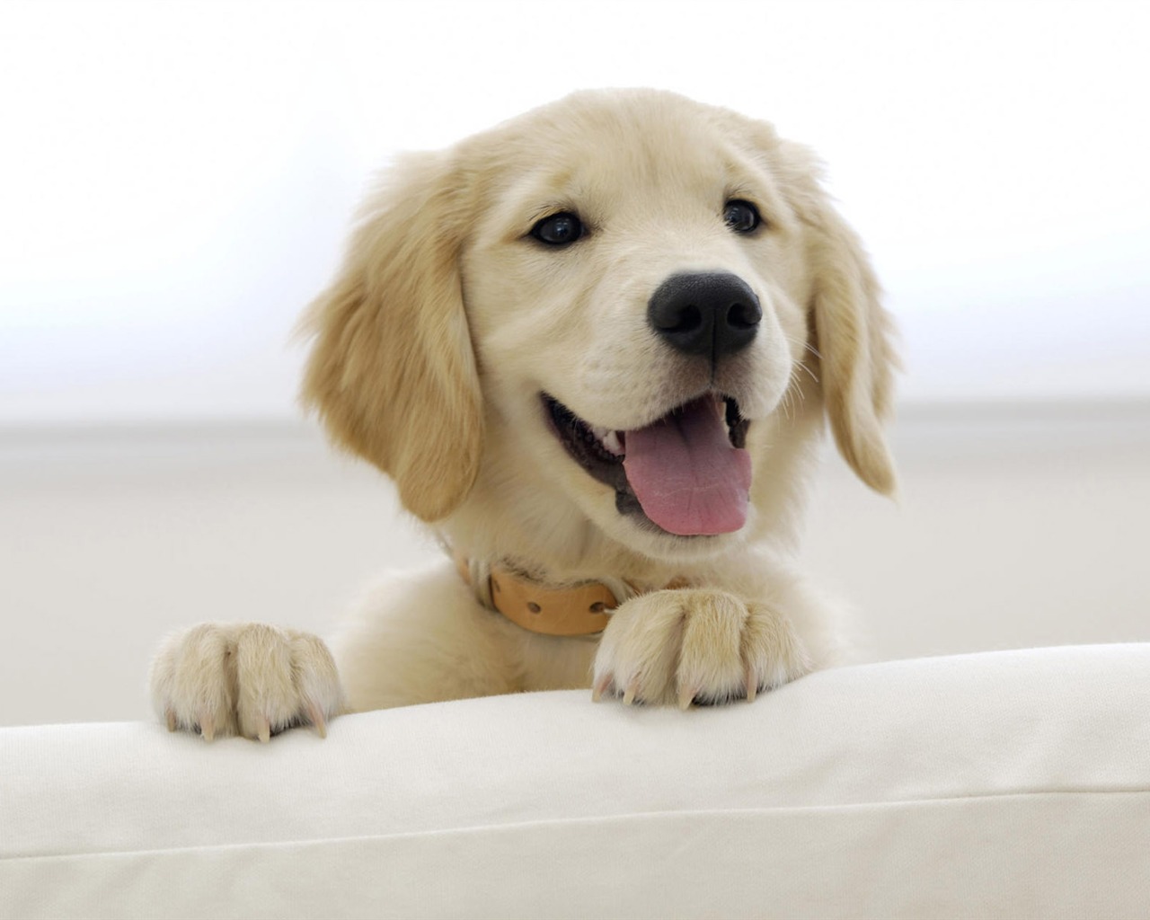 Puppy Photo HD wallpapers (8) #16 - 1280x1024