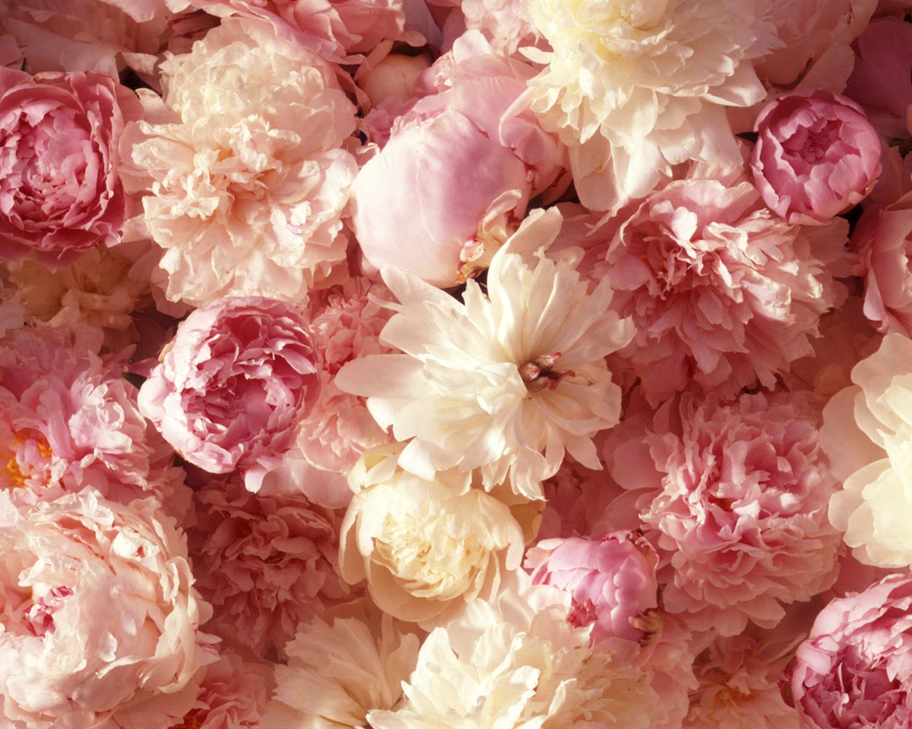 Širokoúhlý tapety květiny close-up (1) #5 - 1280x1024
