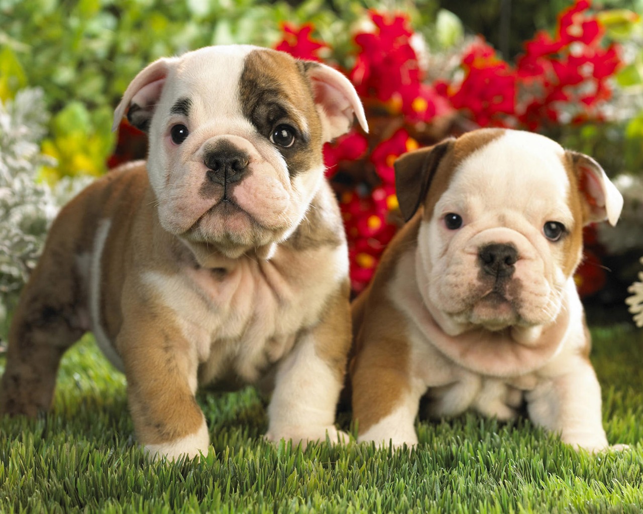 Puppy Photo HD wallpapers (9) #1 - 1280x1024