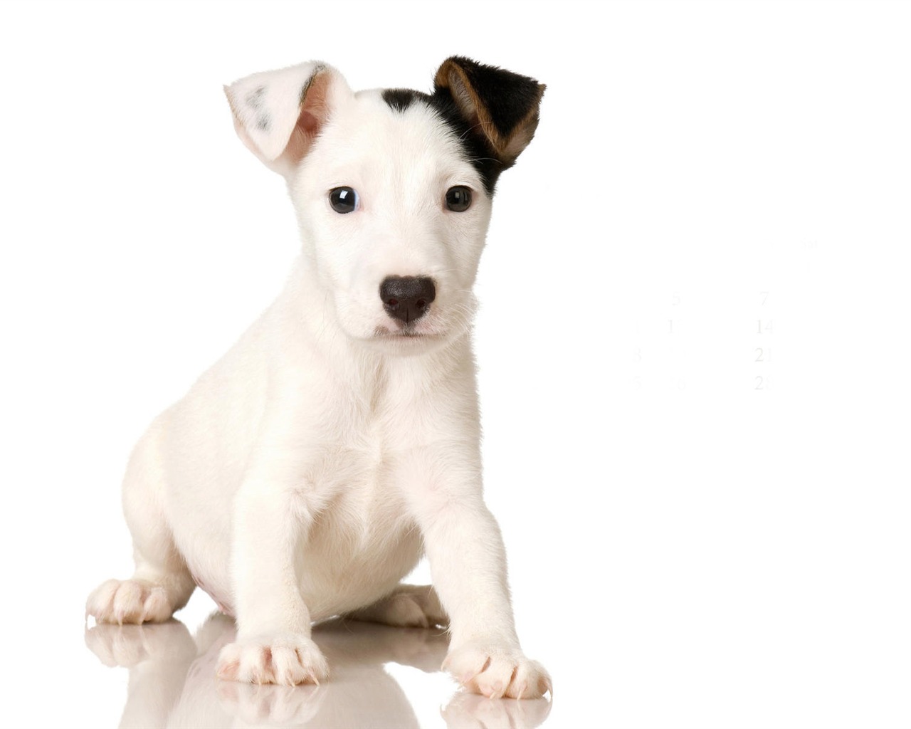 Puppy Photo HD wallpapers (9) #5 - 1280x1024